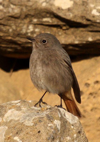 COLIRROJO TIZÓN-PHOENICURUS OCHRUROS-BLACK REDSTART