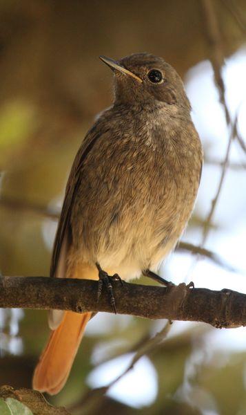 COLIRROJO TIZÓN-PHOENICURUS OCHRUROS-BLACK REDSTART