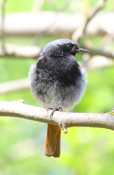 COLIRROJO TIZÓN-PHOENICURUS OCHRUROS-BLACK REDSTART