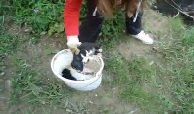 Buscan a la niña que lanza cachorros vivos en un río