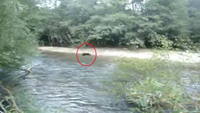 Buscan a la niña que lanza cachorros vivos en un río