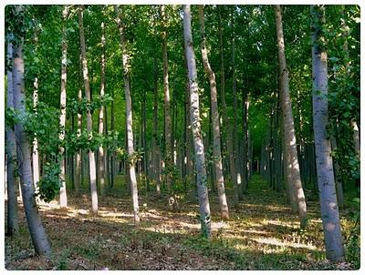 Gosálvez, un versalles en mitad de La Mancha
