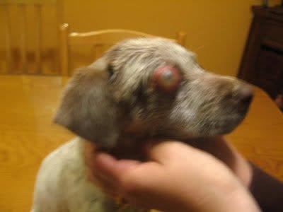 Historias de adoptados. Pablito hoy Magoo