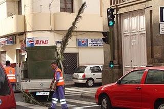 Barriendo la calle con palmeras