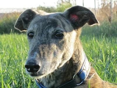 Para unos diversión, para otros un horror....