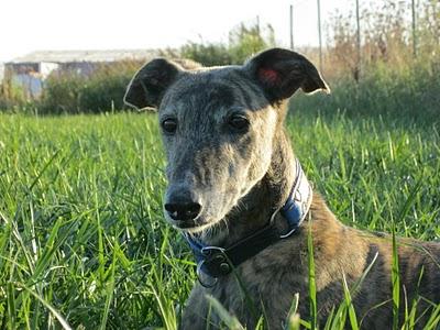 Para unos diversión, para otros un horror....