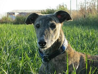 Para unos diversión, para otros un horror....