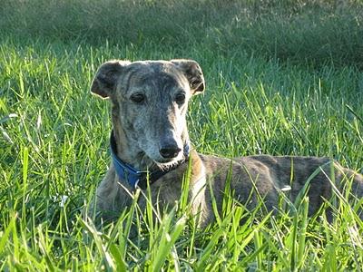 Para unos diversión, para otros un horror....