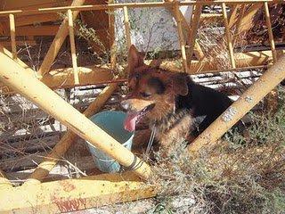 El perrito de Alicante sale mañana, novedades , difusión por favor