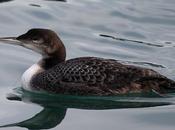 Colimbo grande-gavia inmer-great northern diver