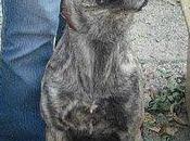 Historias adoptados ."Feita" (Seda)