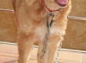 Dulcinea, también adoptada