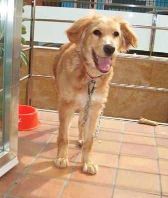 Dulcinea, también adoptada