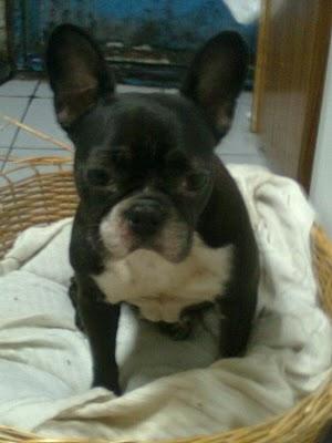 Candy Bulldog Frances,megacariñosa, leishmania. Zaragoza.