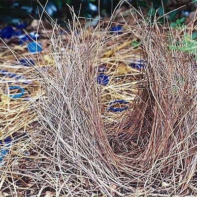 Construcciones animales y su función comunicativa