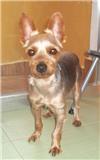 Nelo, cruce de yorky en adopción, Murcia