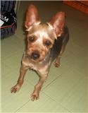 Nelo, cruce de yorky en adopción, Murcia