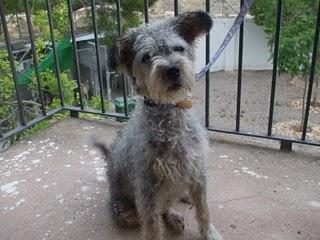 UNA PEQUEÑA MAMÁ MURCIANA EN LA PERRERA, HAY QUE SALVARLA. (MURCIA)