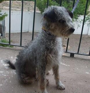 UNA PEQUEÑA MAMÁ MURCIANA EN LA PERRERA, HAY QUE SALVARLA. (MURCIA)