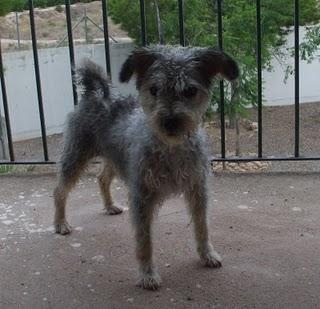 UNA PEQUEÑA MAMÁ MURCIANA EN LA PERRERA, HAY QUE SALVARLA. (MURCIA)