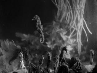 Jean Painlevé: Cuando la Ciencia se hace Cine