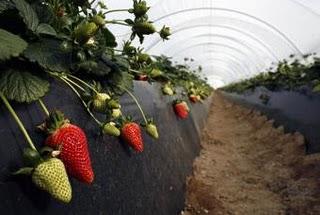 Un estudio con fresas muestra que los cultivos orgánicos saben mejor y son beneficiosos para la dieta