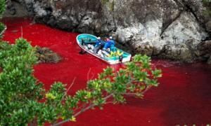 The cove; la matanza anual de delfines en Taiji (subtitulado)