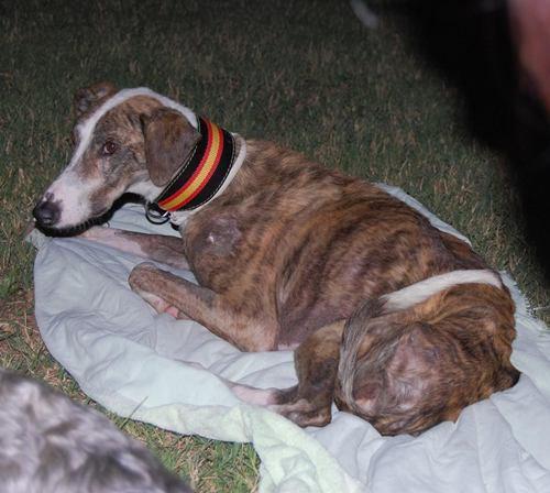 Suerte, un galgo desafortunado