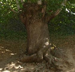 Materialismo, escepticismo, ateísmo y hedonismo indio, chino y griego