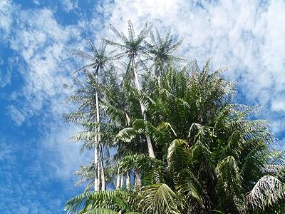 Semenggoh y Parque Nacional de Bako