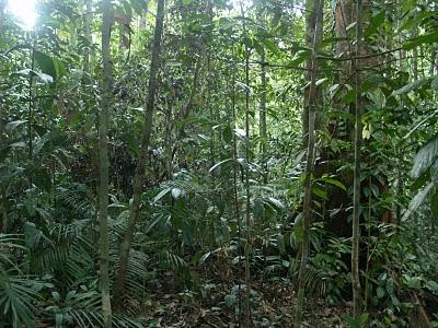 Semenggoh y Parque Nacional de Bako