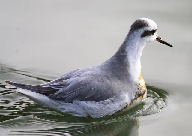 FALAROPO PICOGRUESO/PHALAROPUS FULICARIA/GREY PHARALOPES