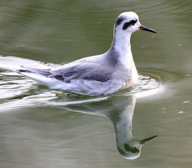 FALAROPO PICOGRUESO/PHALAROPUS FULICARIA/GREY PHARALOPES