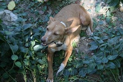 Podenquita en la calle que puede estar preñada. (Córdoba)