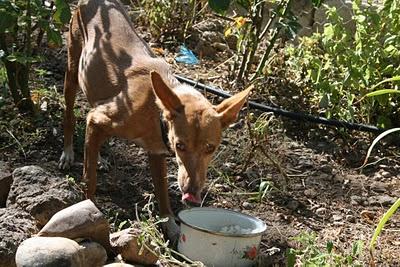 Podenquita en la calle que puede estar preñada. (Córdoba)