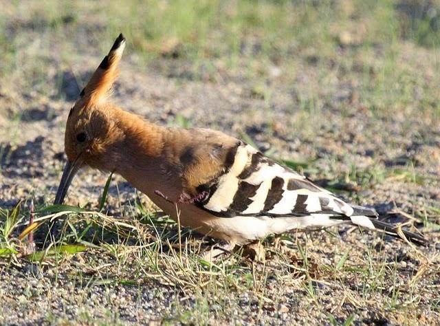 ABUBILLA-UPUPA EPOPS-HOOPOE