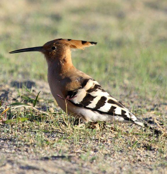 ABUBILLA-UPUPA EPOPS-HOOPOE