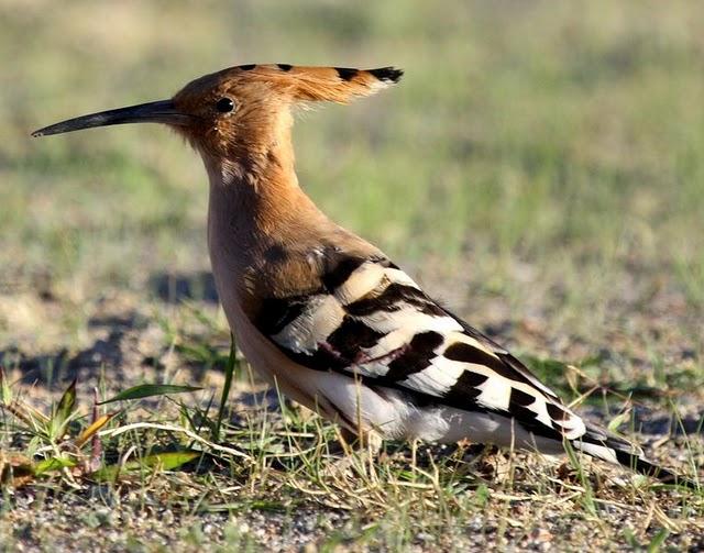 ABUBILLA-UPUPA EPOPS-HOOPOE