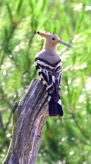 ABUBILLA-UPUPA EPOPS-HOOPOE