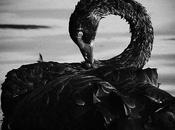 cisnes negros existen cómo beneficiarse ellos