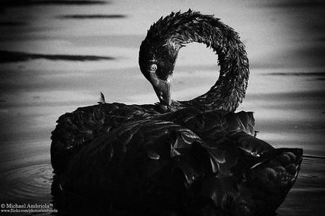 Ibirapuera 9 Black Swan