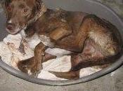GPAR: CHOCO, sobrevivió poco ataque compañeros, puede volver refugio!!