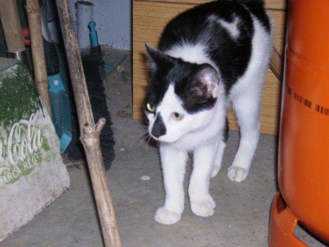 Misha, el infiltrado