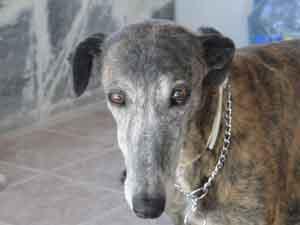 MADRID, PUCELA, una galguita sin suerte, en ADOPCIÓN