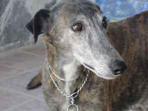 MADRID, PUCELA, una galguita sin suerte, en ADOPCIÓN