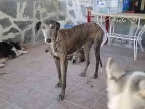 MADRID, PUCELA, una galguita sin suerte, en ADOPCIÓN