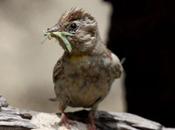 Gorrión chillón-petronia petronia-rock sparrow