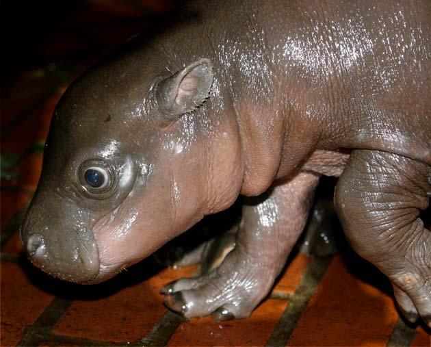 Nace un hipopótamo pigmeo en un zoo de Polonia