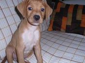 Sunny, preparador físico busca hogar (Braco, Cáceres)