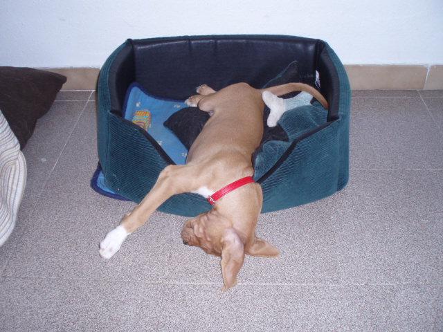 Sunny, un preparador físico en busca de hogar (Braco, Cáceres)